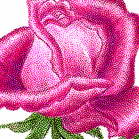 Stochastic Halftone of Rose