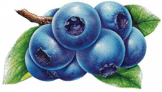 Blue berry image with stochastic screening effect