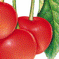 Stochastic Halftone of Cherry